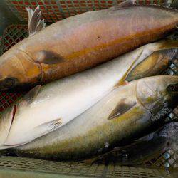 淡路じゃのひれフィッシングパーク 釣果