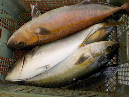 淡路じゃのひれフィッシングパーク 釣果