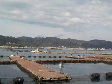 淡路じゃのひれフィッシングパーク 釣果