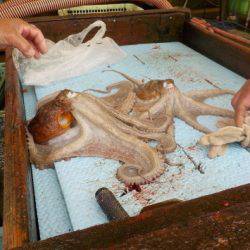 淡路じゃのひれフィッシングパーク 釣果