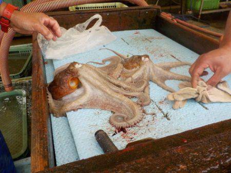 淡路じゃのひれフィッシングパーク 釣果