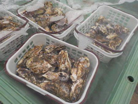 淡路じゃのひれフィッシングパーク 釣果