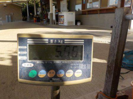 淡路じゃのひれフィッシングパーク 釣果