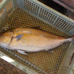 淡路じゃのひれフィッシングパーク 釣果