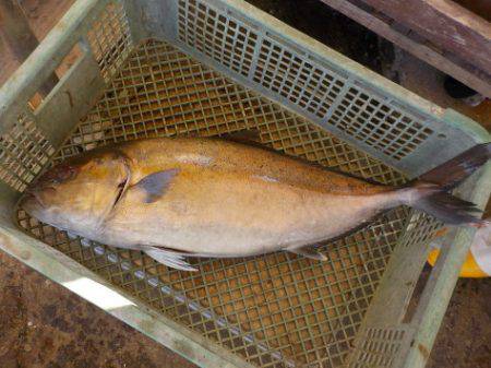 淡路じゃのひれフィッシングパーク 釣果