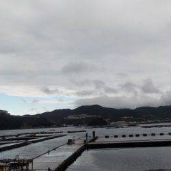 淡路じゃのひれフィッシングパーク 釣果