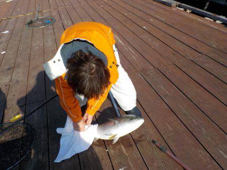 淡路じゃのひれフィッシングパーク 釣果
