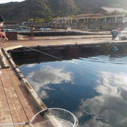 淡路じゃのひれフィッシングパーク 釣果