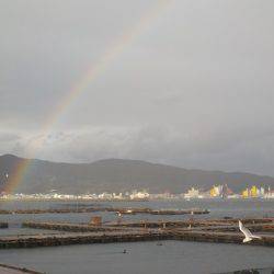 淡路じゃのひれフィッシングパーク 釣果