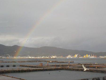 淡路じゃのひれフィッシングパーク 釣果