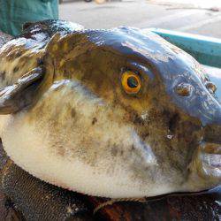 淡路じゃのひれフィッシングパーク 釣果