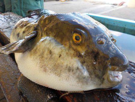 淡路じゃのひれフィッシングパーク 釣果