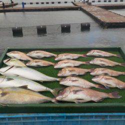 淡路じゃのひれフィッシングパーク 釣果