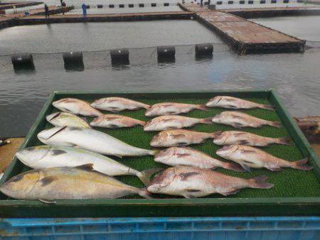 淡路じゃのひれフィッシングパーク 釣果