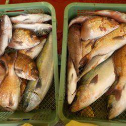 淡路じゃのひれフィッシングパーク 釣果