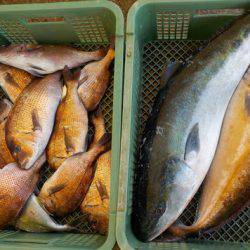 淡路じゃのひれフィッシングパーク 釣果