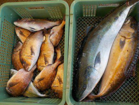 淡路じゃのひれフィッシングパーク 釣果