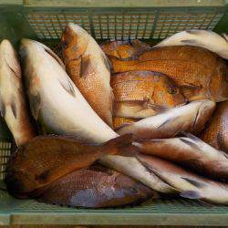 淡路じゃのひれフィッシングパーク 釣果