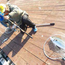 淡路じゃのひれフィッシングパーク 釣果