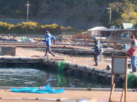 淡路じゃのひれフィッシングパーク 釣果