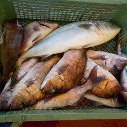 淡路じゃのひれフィッシングパーク 釣果