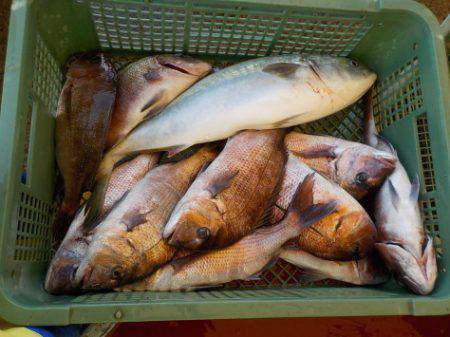 淡路じゃのひれフィッシングパーク 釣果