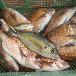 淡路じゃのひれフィッシングパーク 釣果