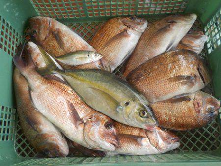 淡路じゃのひれフィッシングパーク 釣果