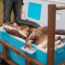 淡路じゃのひれフィッシングパーク 釣果