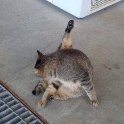 淡路じゃのひれフィッシングパーク 釣果