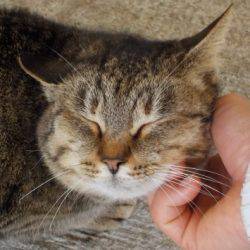 淡路じゃのひれフィッシングパーク 釣果