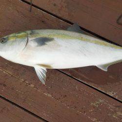 淡路じゃのひれフィッシングパーク 釣果