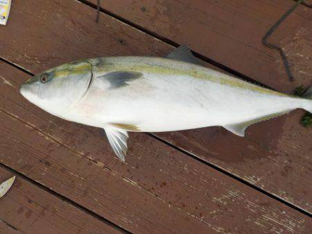淡路じゃのひれフィッシングパーク 釣果