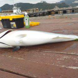 淡路じゃのひれフィッシングパーク 釣果