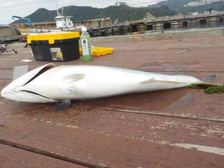 淡路じゃのひれフィッシングパーク 釣果