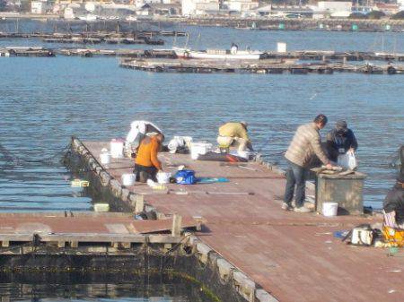 淡路じゃのひれフィッシングパーク 釣果
