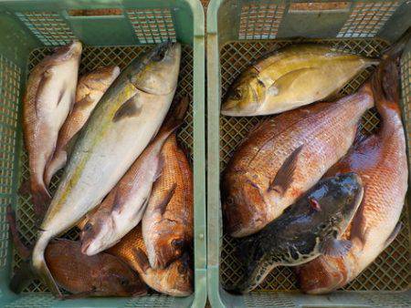 淡路じゃのひれフィッシングパーク 釣果