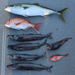 へいみつ丸 釣果