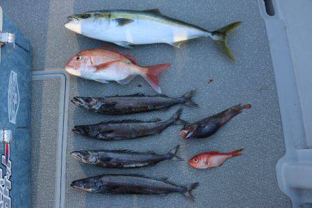 へいみつ丸 釣果