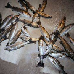 TOPGUN名古屋 釣果