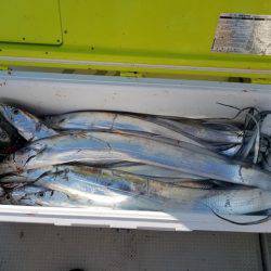 遊漁船 ニライカナイ 釣果