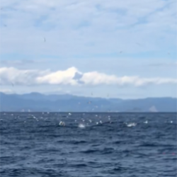 へいみつ丸 釣果