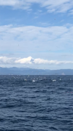 へいみつ丸 釣果