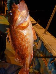 松福丸 釣果