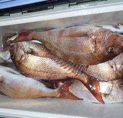 第二むつ漁丸 釣果