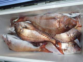 第二むつ漁丸 釣果