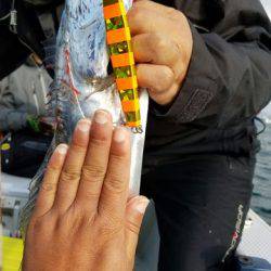 遊漁船　ニライカナイ 釣果