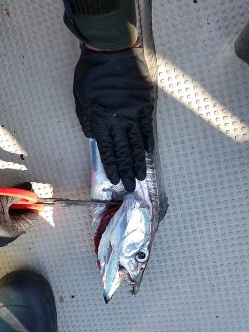 遊漁船　ニライカナイ 釣果