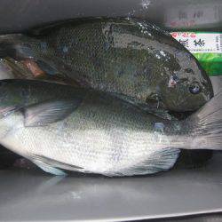 濱田渡船 釣果