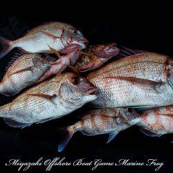 Marine Frog 釣果